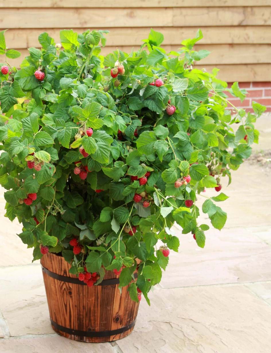 Kompakt sommer Hindbær, Rubus ida. 'Ruby Beauty', 5 liter potte